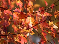 Autumn's Last Gasp 1